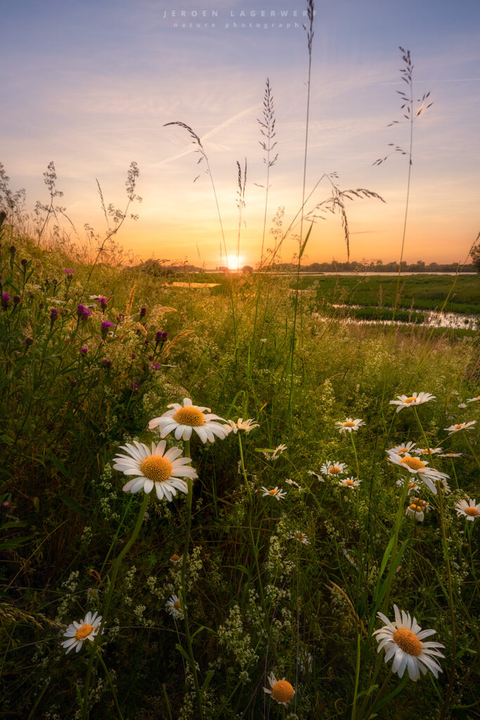 DAISIES AT SUNSET