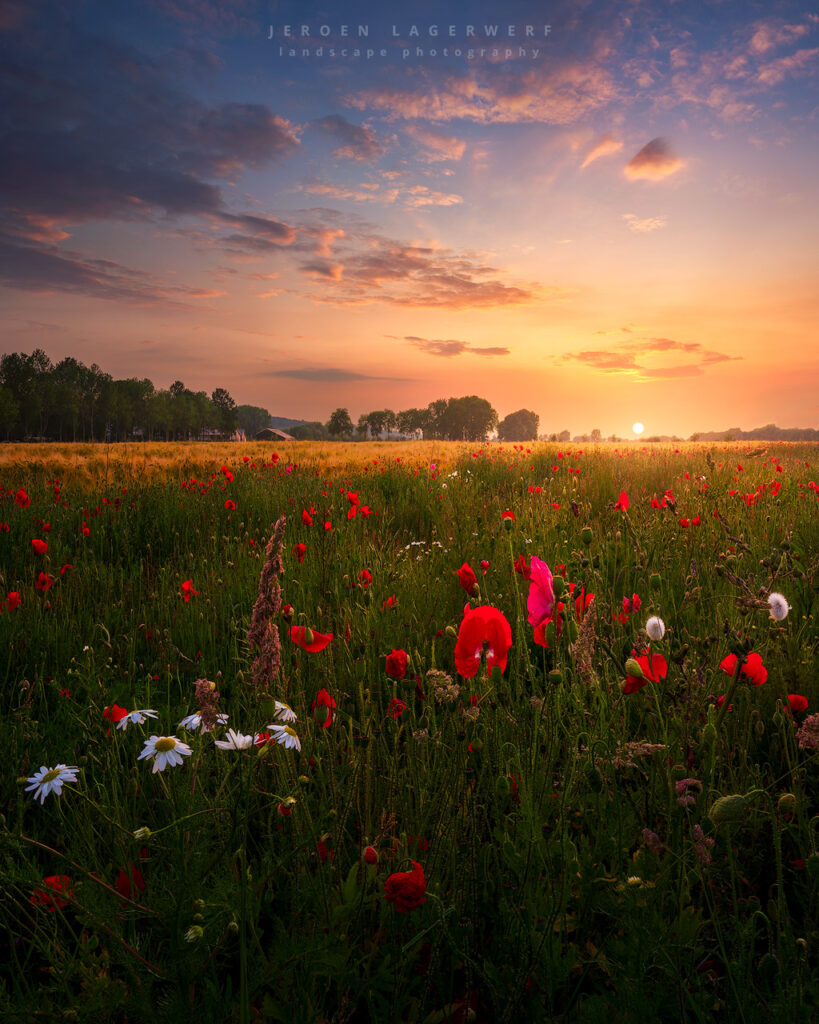 WILDFLOWERS