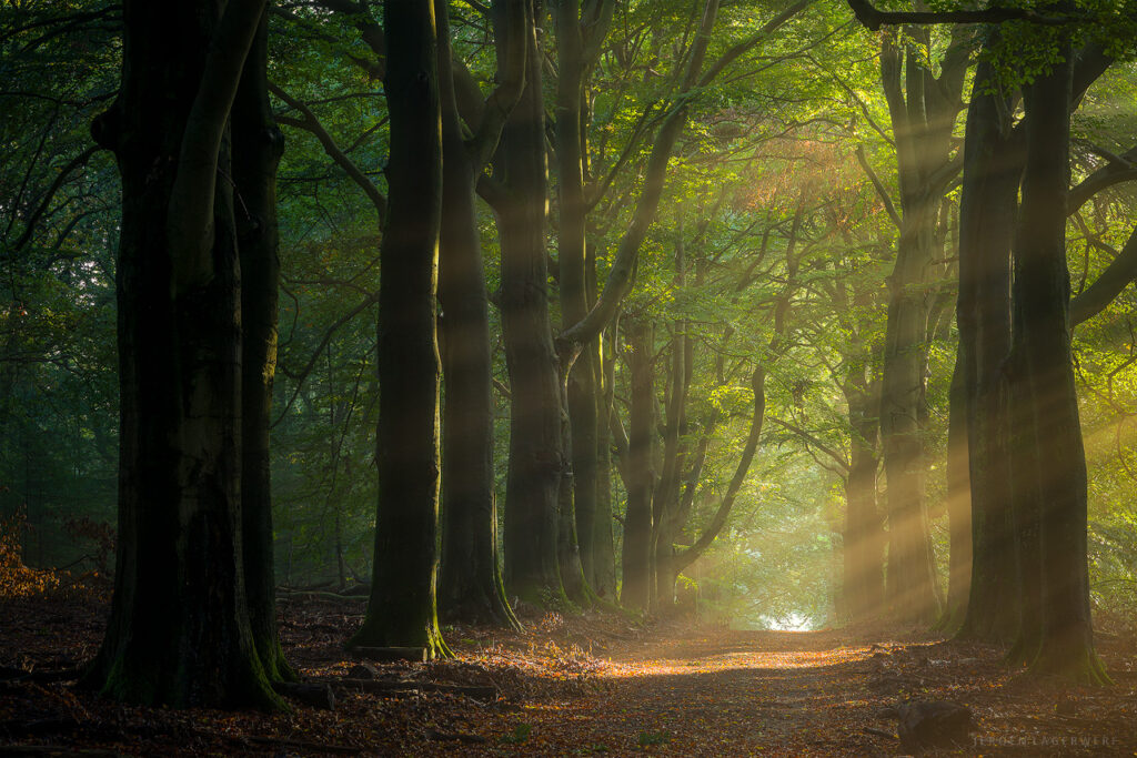 THE APPROACH II