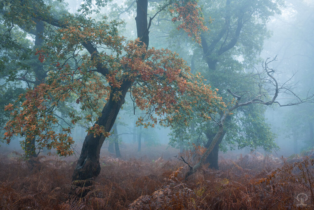 ASHMERWOOD