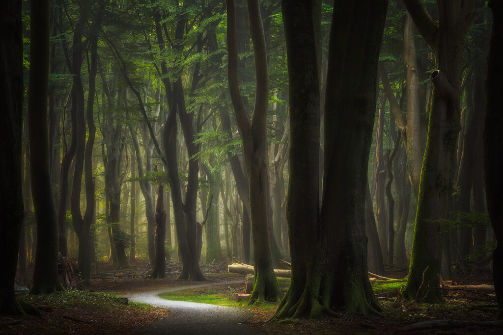 DUTCH CYCLE PATH