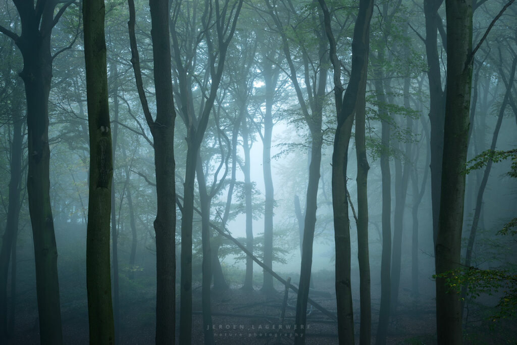 WHISPERING WOODS